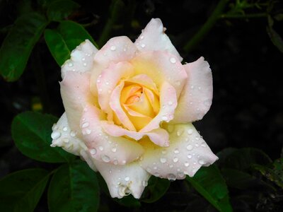 Dew blossom bloom