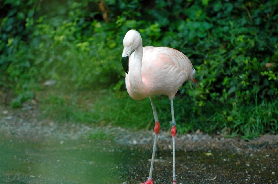 Bird water bird pink