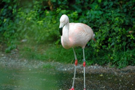 Bird water bird pink