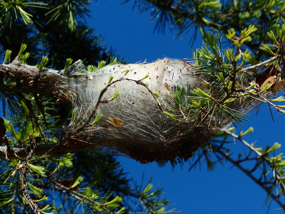 Spun nests pine processionary larch