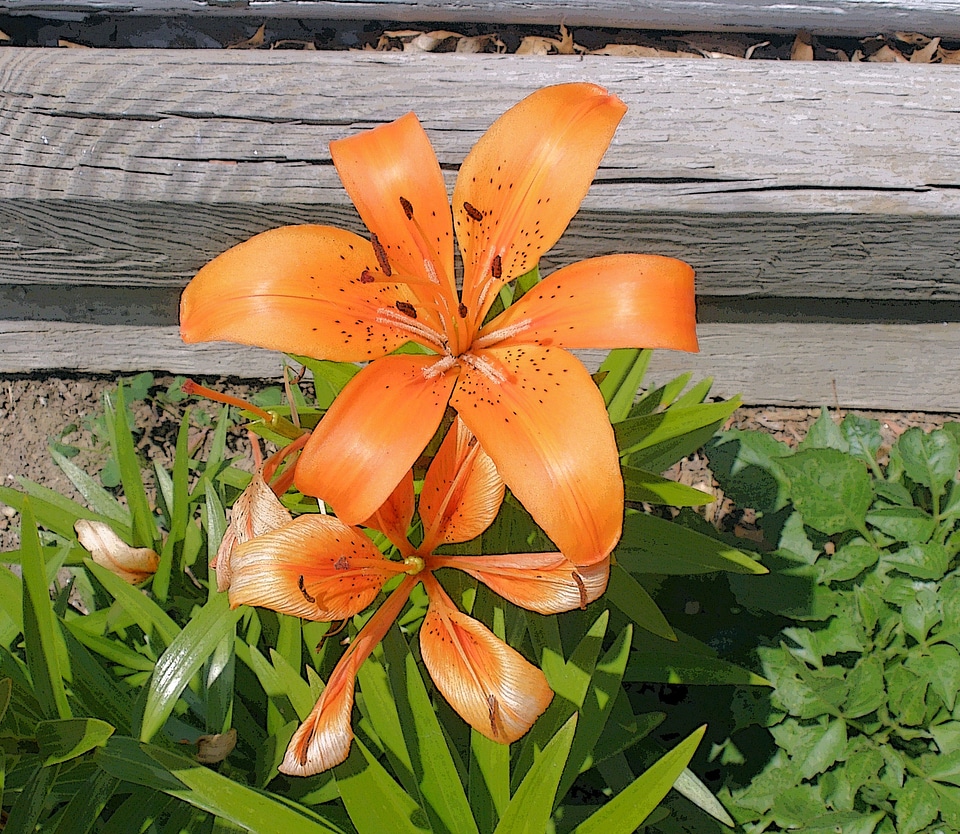 Floral blossom bloom