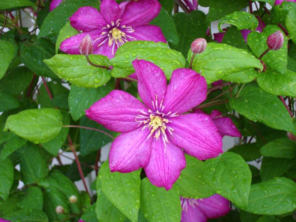Plant pink bloom