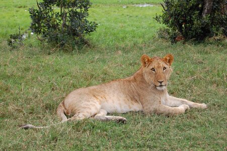 Africa lion safari photo