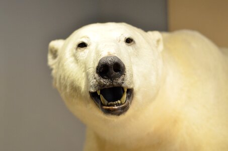 Polar bear museum specimen photo