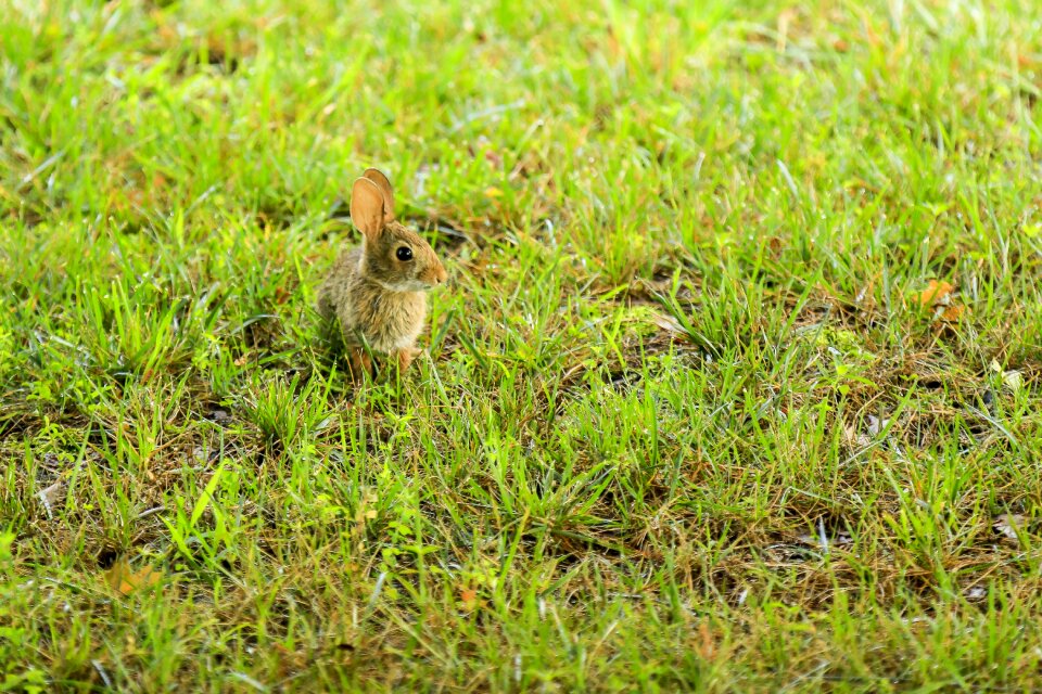 Grass wildlife