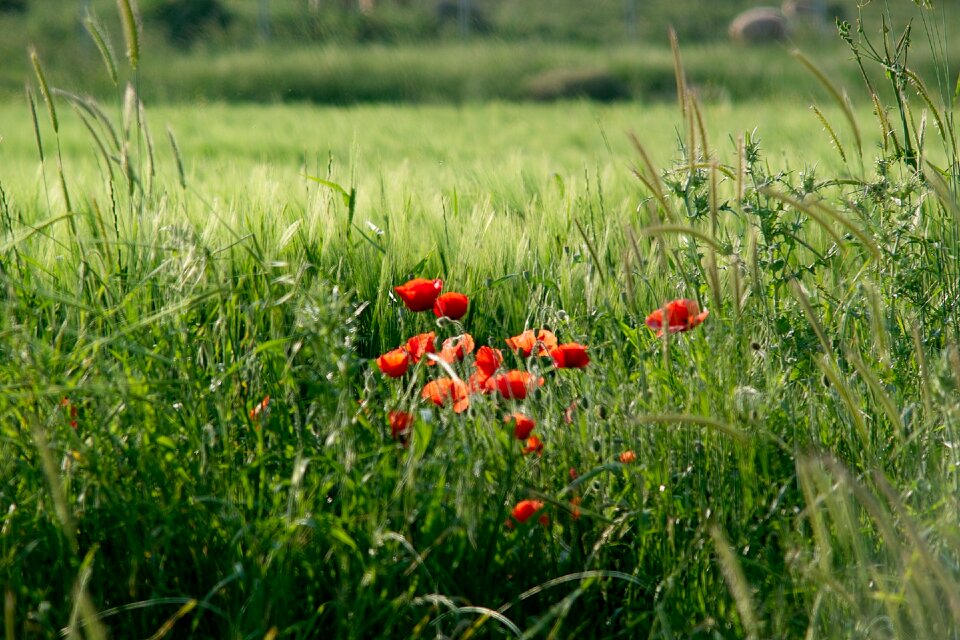Green nature poppies