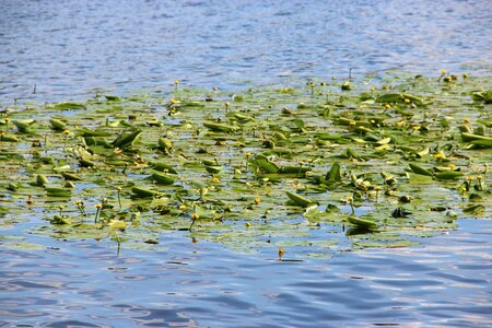 Lake water nature
