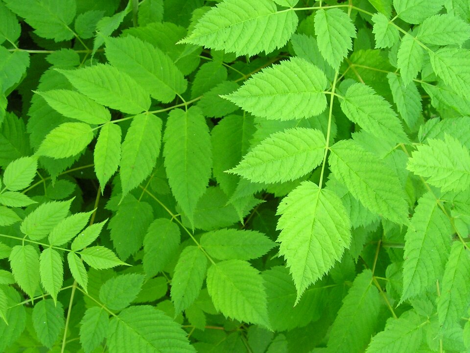 Nature agriculture summer