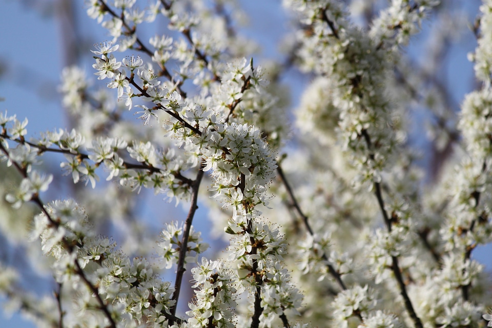 Flowering stems garden plant