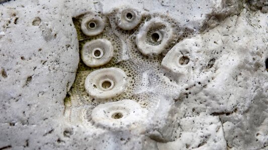 Warts seeigel stone flint