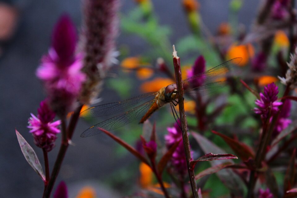 Nature ornamental plants resting