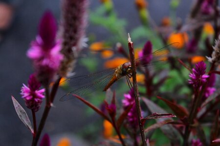 Nature ornamental plants resting