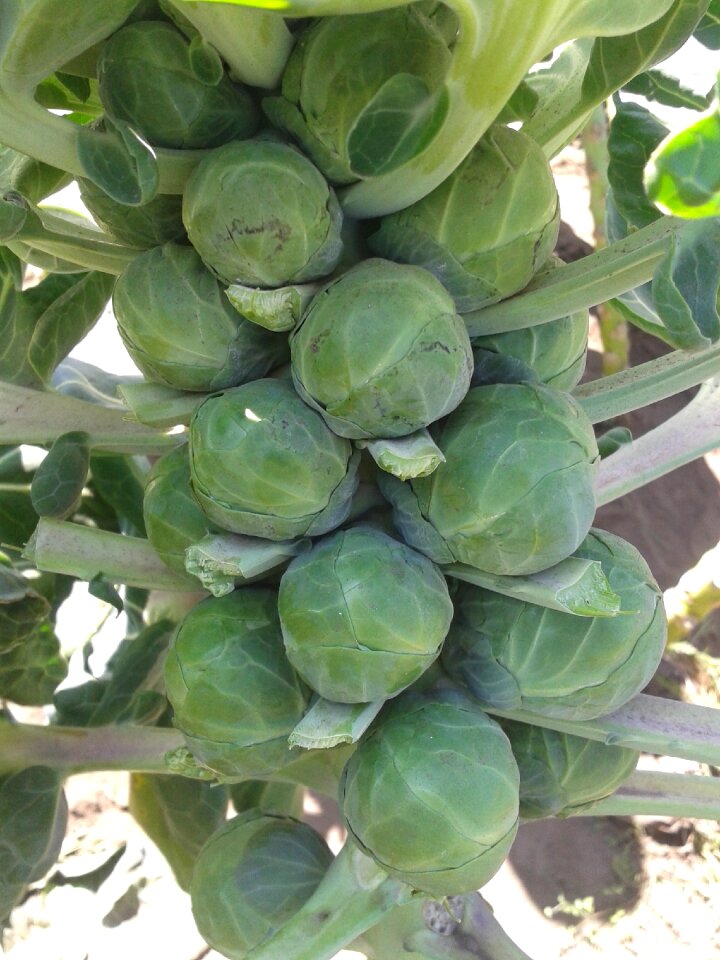 Brussels sprouts brassica oleracea gemmifera