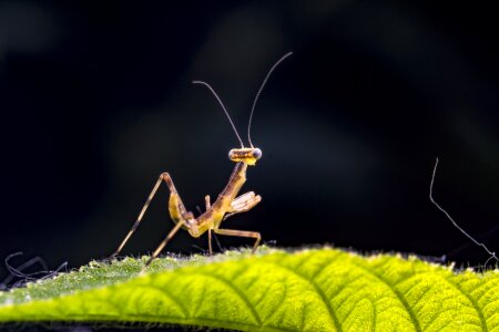 Insect macro properties