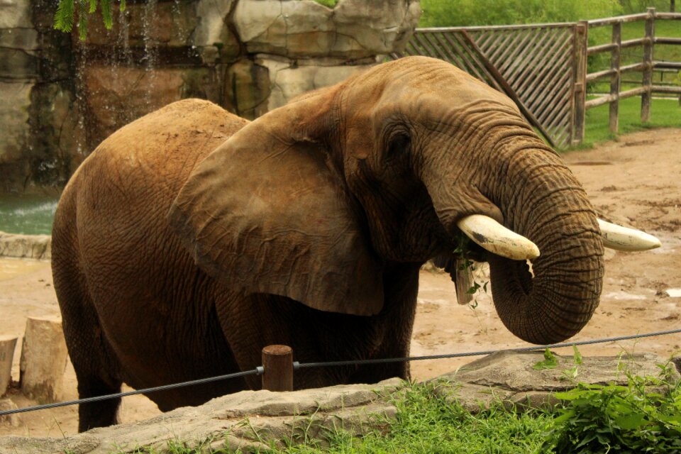 Trunk feed