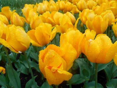 Spring yellow flowers yellow tulip photo