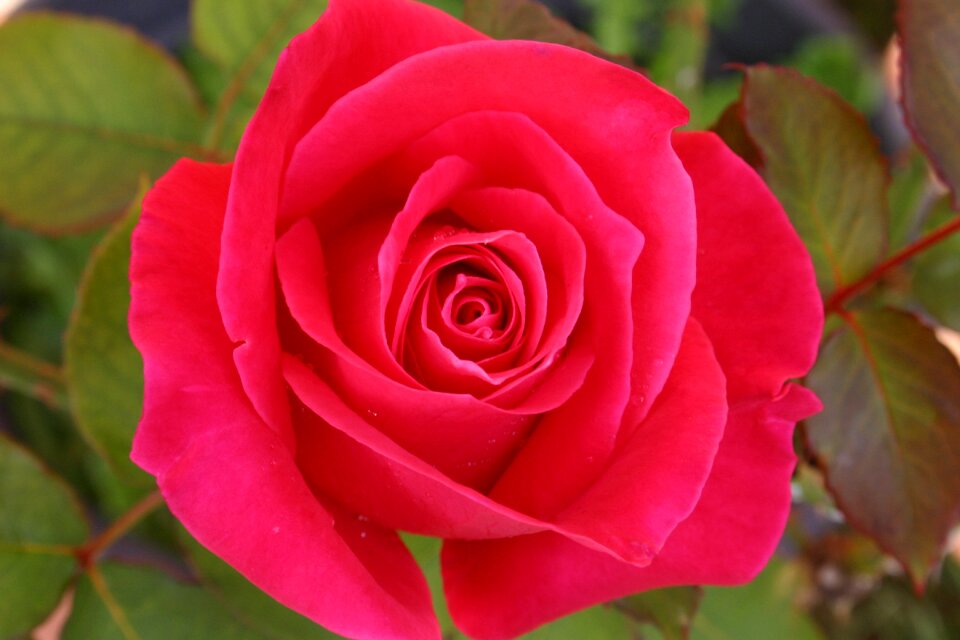 Bloom rose blooms garden roses