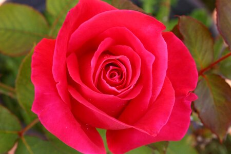 Bloom rose blooms garden roses