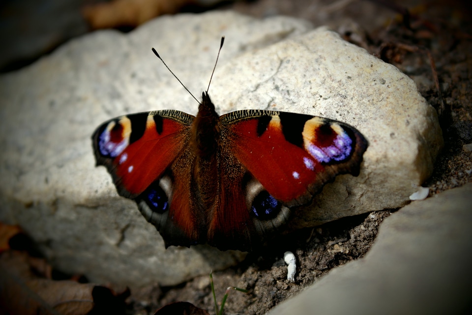 Insect stone calm