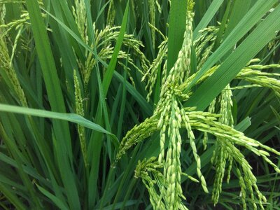 Rice plant green