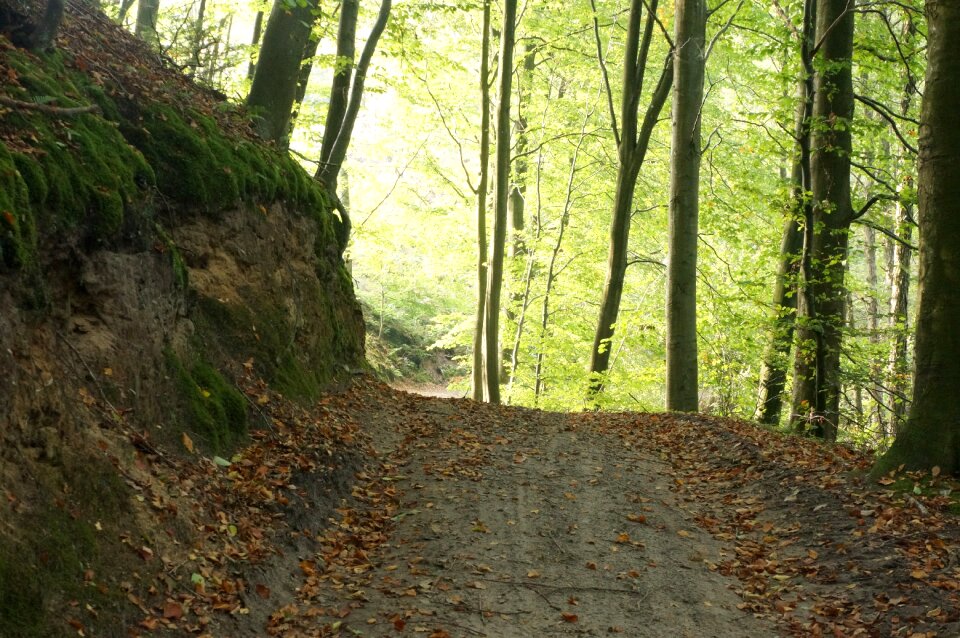 Forest floor silence ro