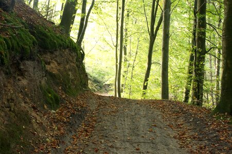 Forest floor silence ro