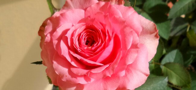 Nature romanticism spring