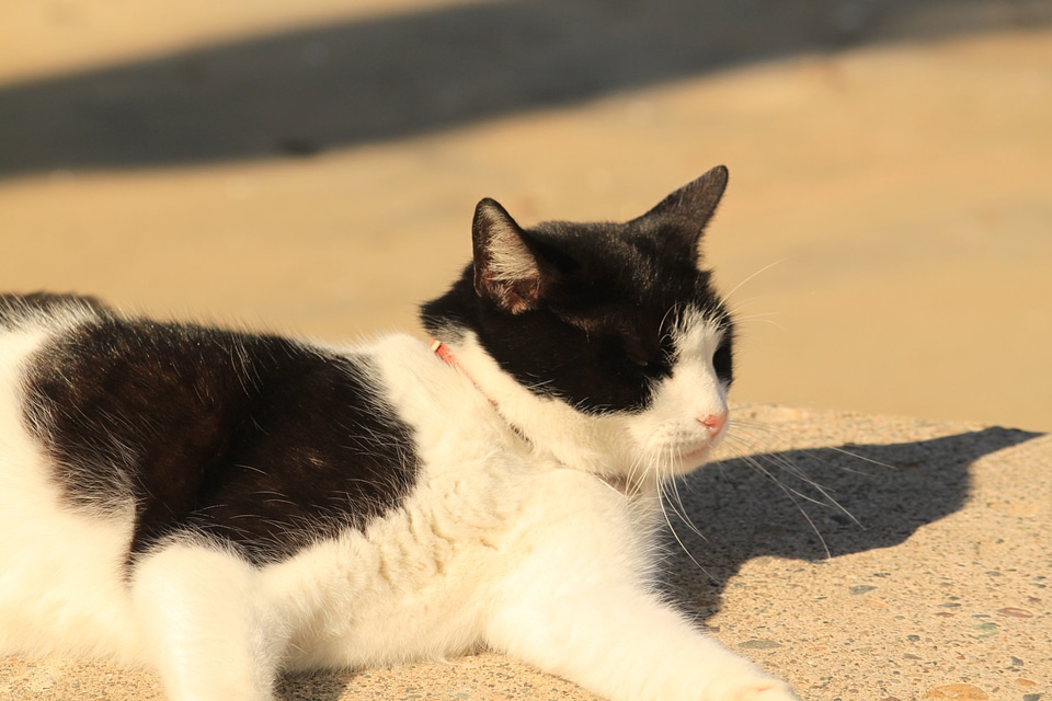 Animal domestic mammal