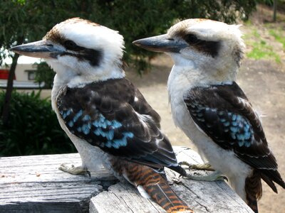 Couple fauna