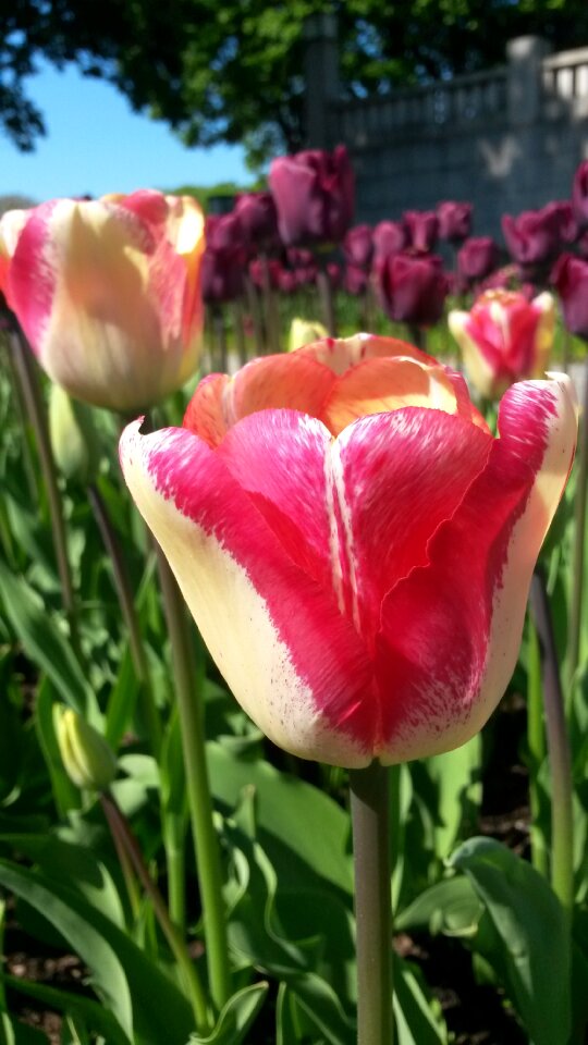Colorful flamed close up