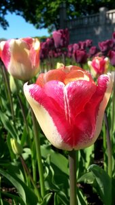 Colorful flamed close up photo