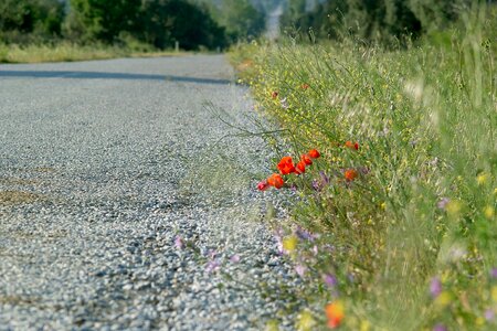 Poppies way asphalt