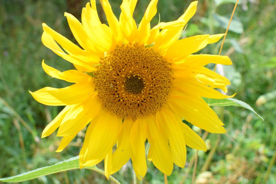 Bloom yellow plant