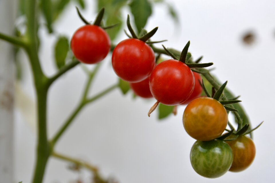 Red food healthy