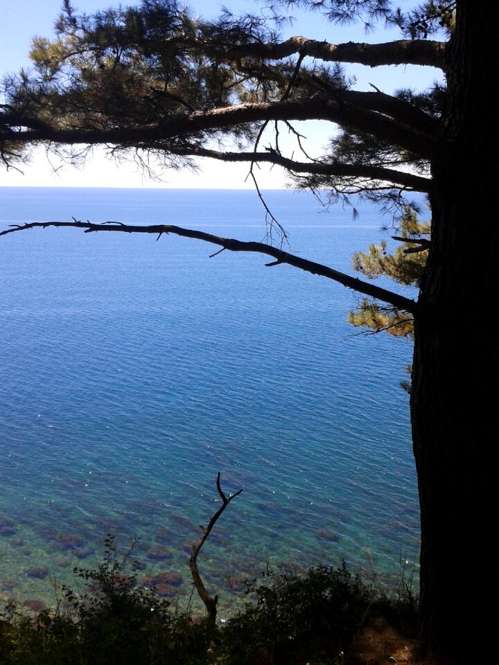 Tree silhouette water