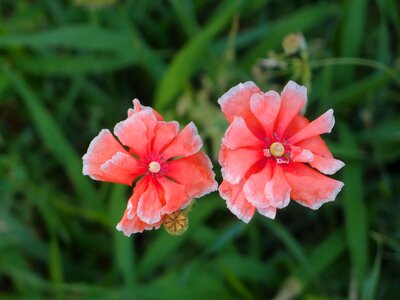 Summer flowers flower plant