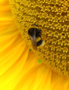 Summer flower blossom