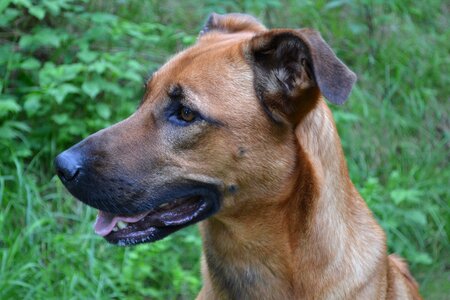 Pet hybrid head photo