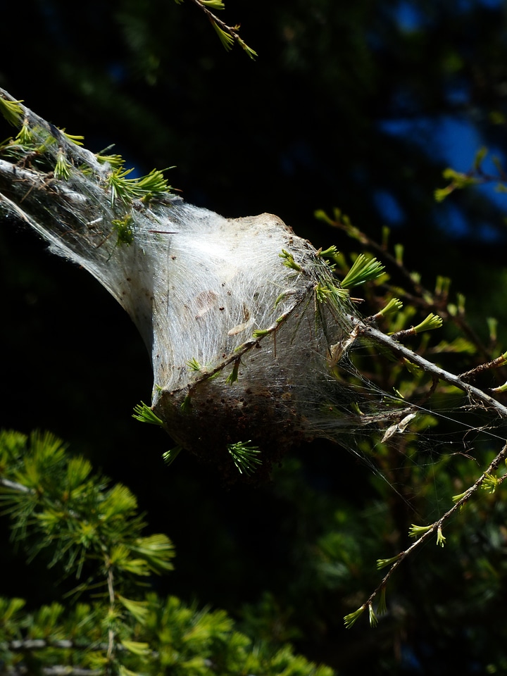 Spun nests pine processionary larch