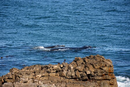 Whales mother and child kindergarten