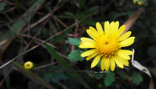 Daisy little flower plant