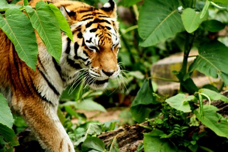 Wild animal striped