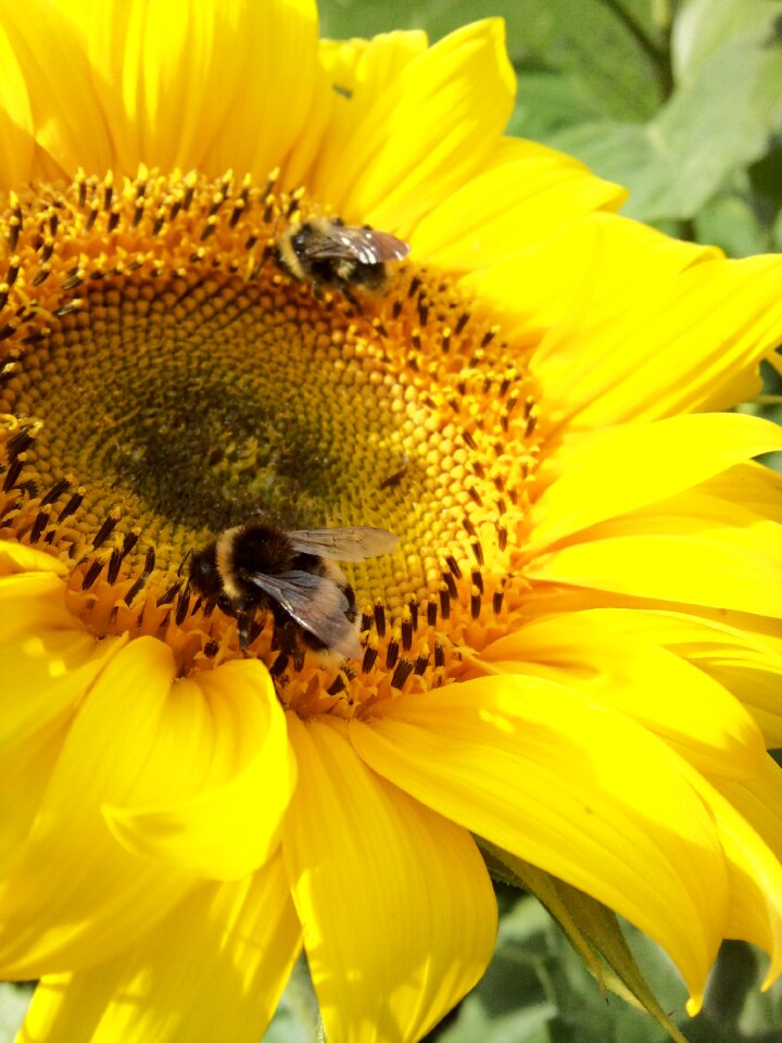 Large summer lithuania