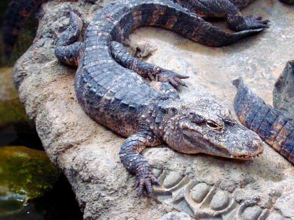 Zoo crocodilia crocodilian