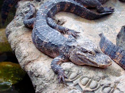 Zoo crocodilia crocodilian