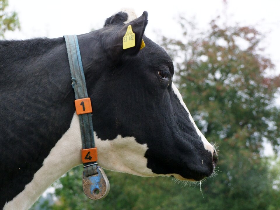 Pasture graze beef