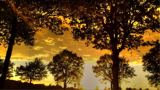 Trees silhouette