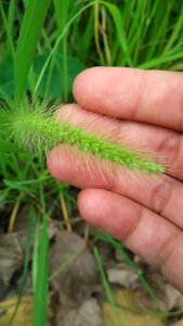 Green hand green grass
