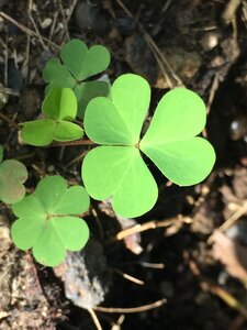 Nature leaf green photo