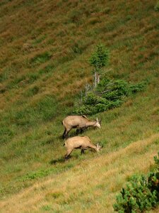 Tatry mountains nature